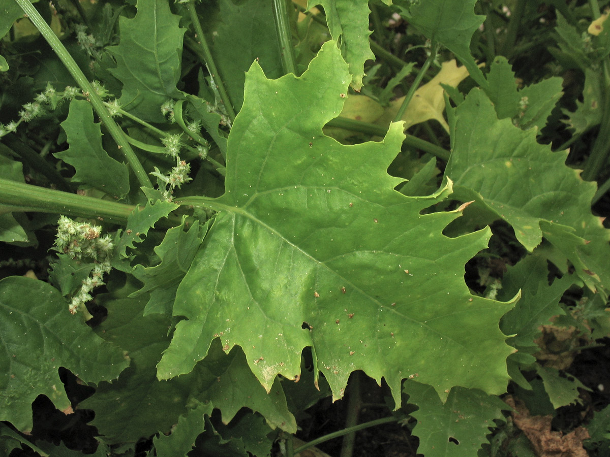 Image of Atriplex calotheca specimen.