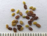 Medicago sativa