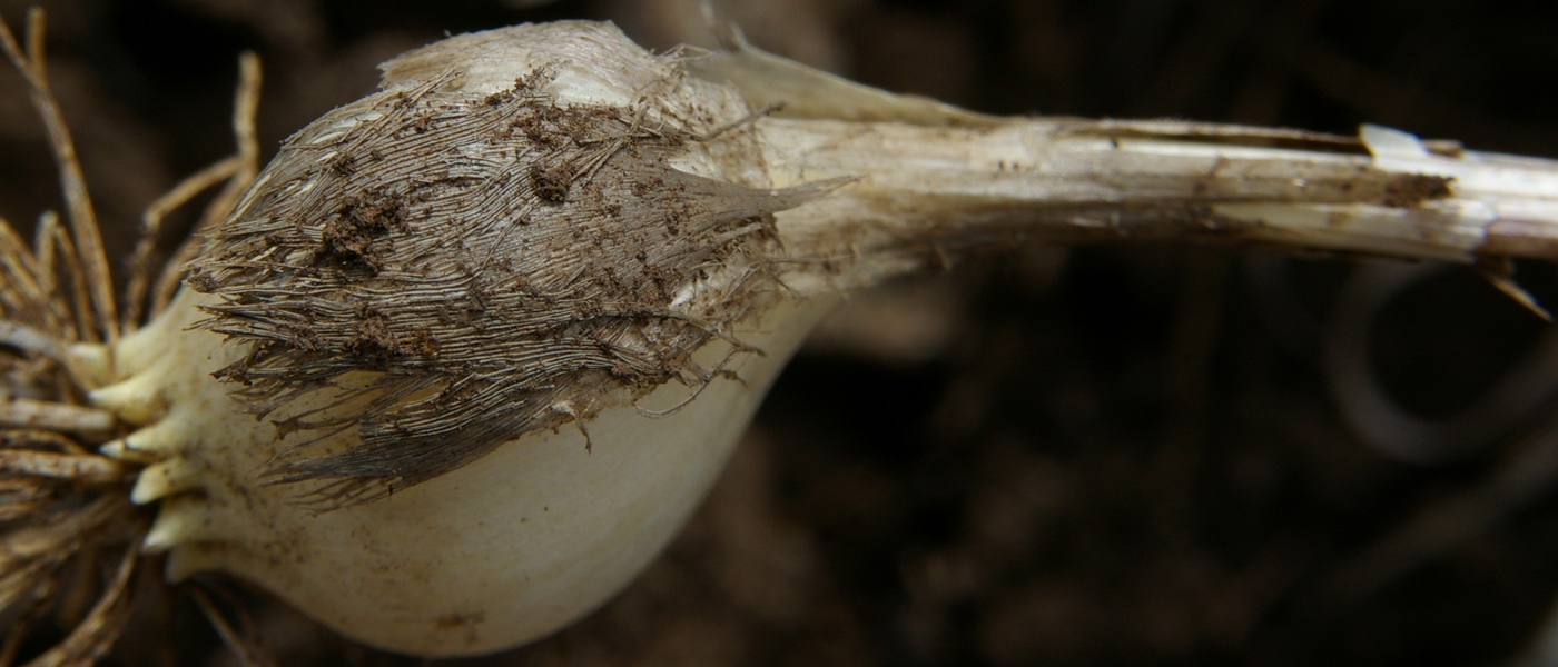 Image of Allium paniculatum specimen.