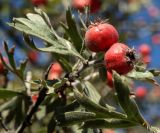 Crataegus orientalis