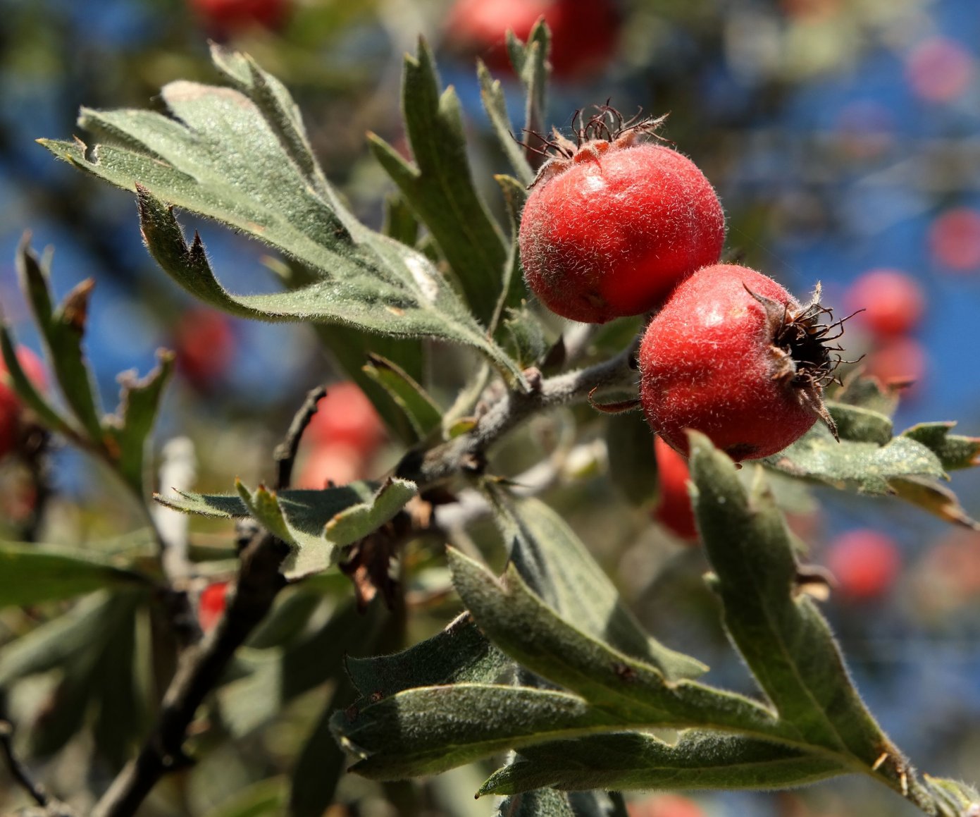 Image of Crataegus orientalis specimen.