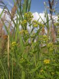 Hypericum tetrapterum