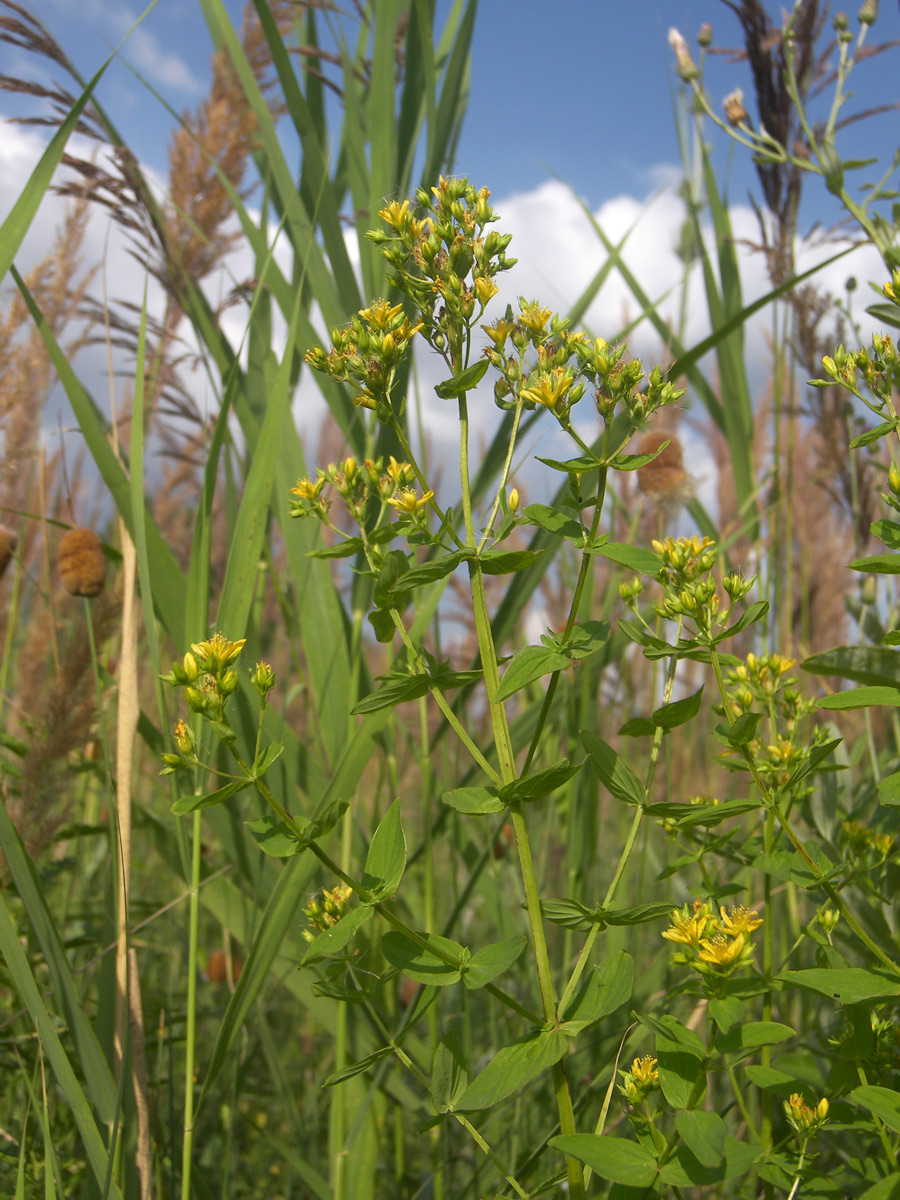 Image of Hypericum tetrapterum specimen.