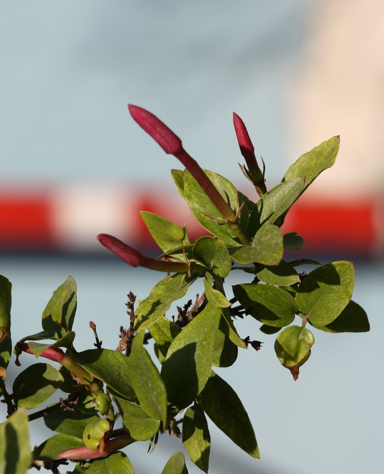 Image of Jasminum laurifolium specimen.