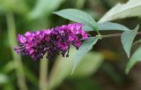 Buddleja davidii