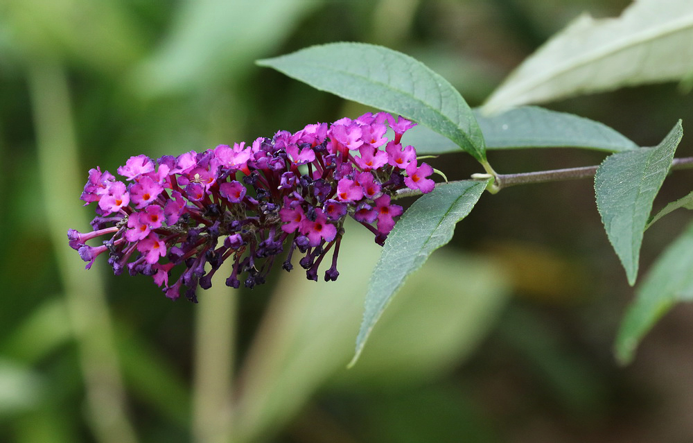 Image of Buddleja davidii specimen.