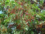 Padus virginiana
