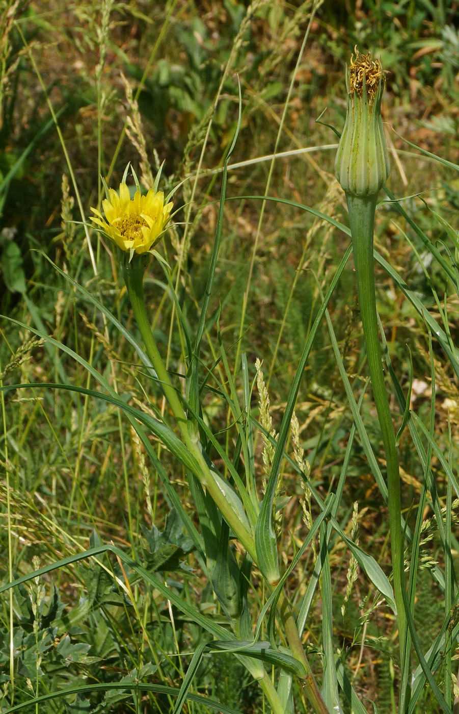 Изображение особи Tragopogon capitatus.