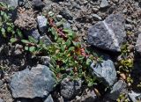 Polygonum cognatum. Цветущее растение. Таджикистан, Фанские горы, перевал Талбас, ≈ 3500 м н.у.м., каменистый сухой склон. 01.08.2017.