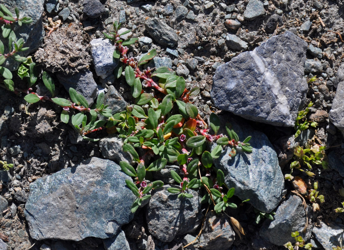 Изображение особи Polygonum cognatum.