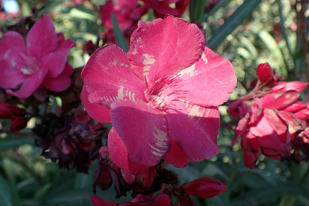 Изображение особи Nerium oleander.