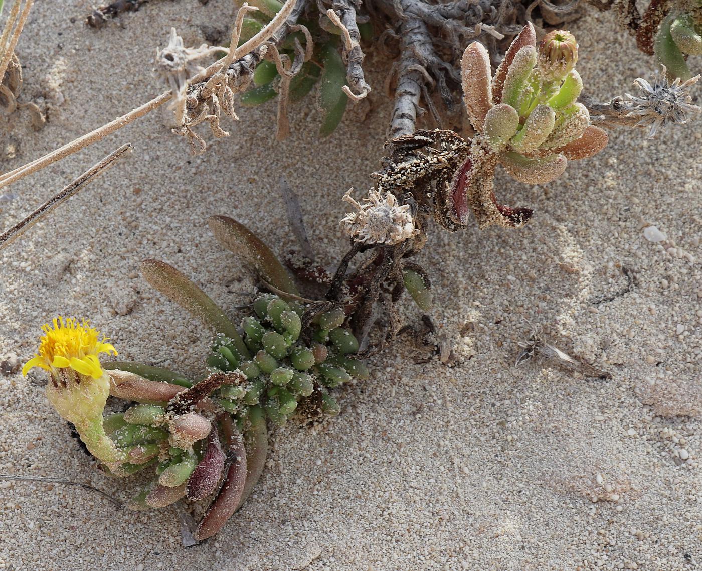 Изображение особи Limbarda crithmoides.