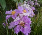 Lagerstroemia indica. Цветки. Австралия, г. Брисбен, ботанический сад. 27.12.2017.