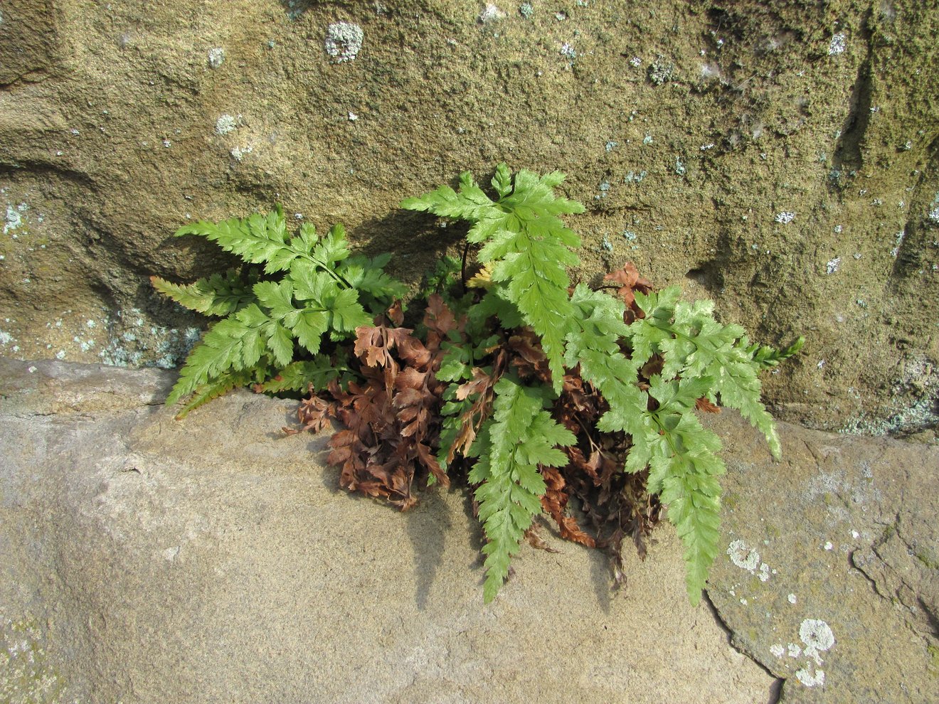 Image of Asplenium adiantum-nigrum specimen.