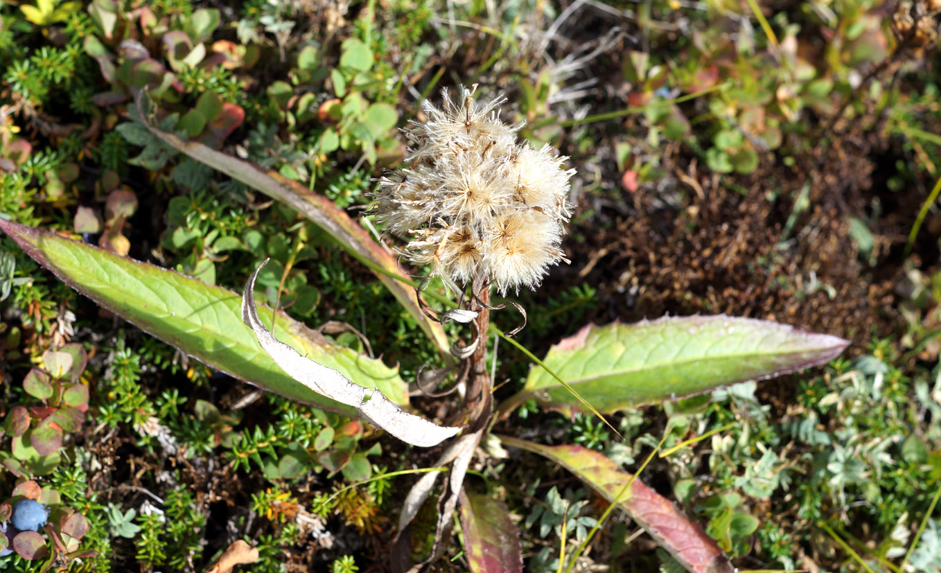 Изображение особи Saussurea pseudotilesii.