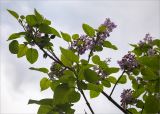 Paulownia tomentosa. Верхушка ветви с соцветиями. Грузия, край Самегрело-Верхняя Сванетия (Мегрелия), дер. Салхино, парк в резиденции патриарха, берег р. Чачкхери. 08.05.2017.