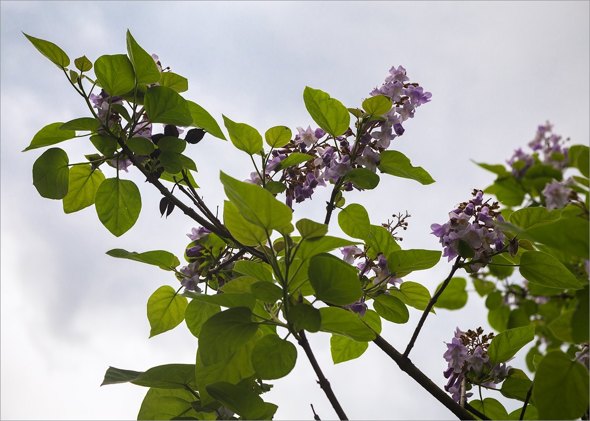 Изображение особи Paulownia tomentosa.