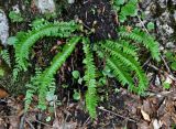 Polystichum lonchitis. Взрослое растение. Адыгея, Фишт-Оштеновский массив, юго-восточный склон горы Фишт, ≈ 1800 м н.у.м., опушка буково-пихтового леса, на камне. 05.07.2017.