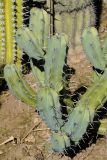 Myrtillocactus geometrizans