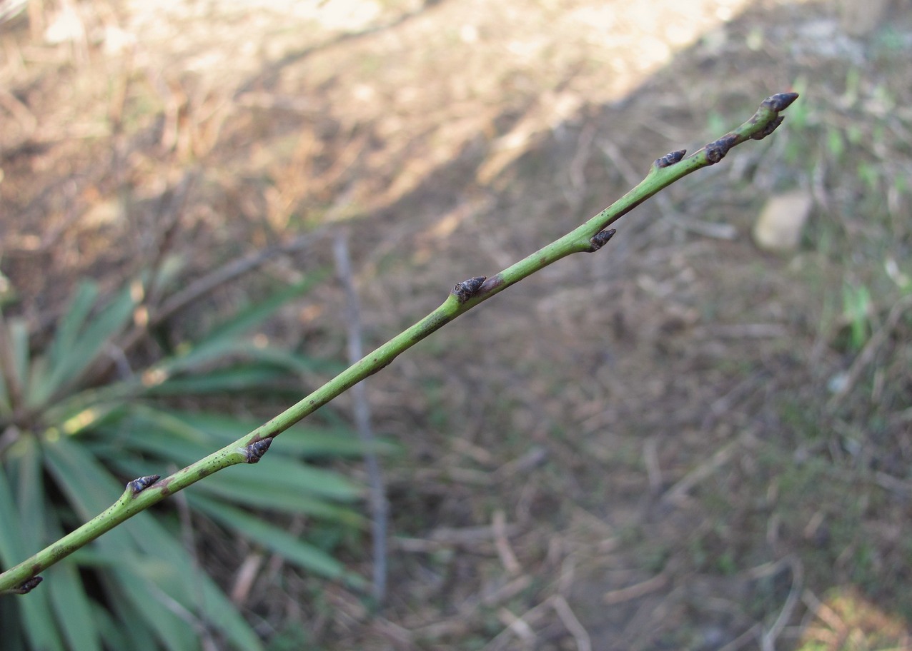 Image of Prunus domestica specimen.