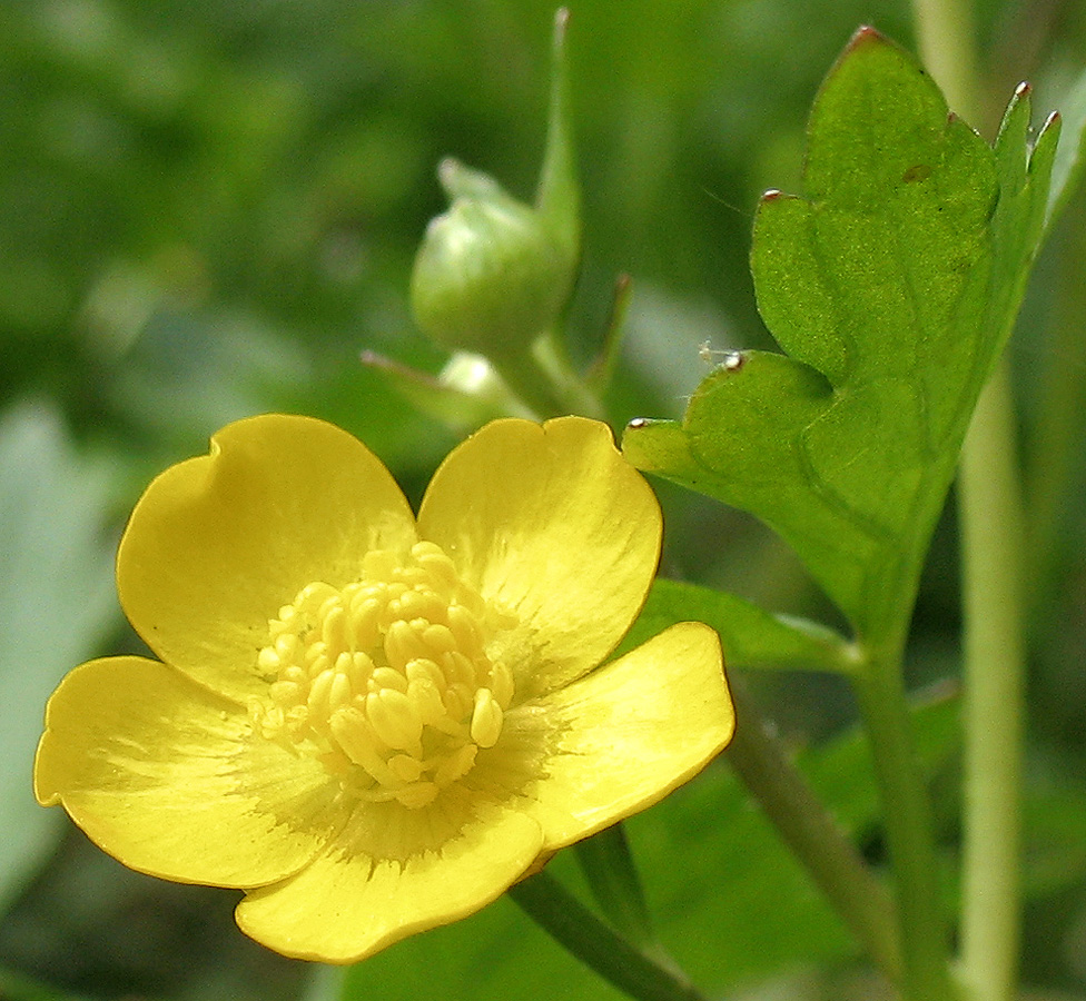 Изображение особи Ranunculus repens.