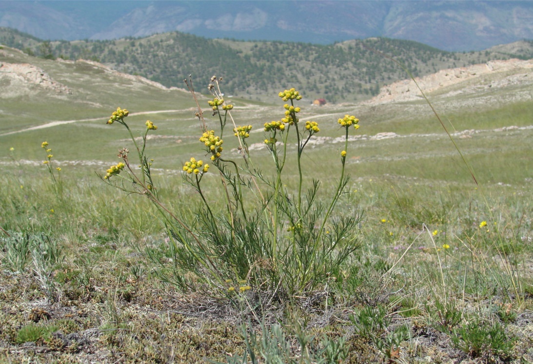 Изображение особи Filifolium sibiricum.