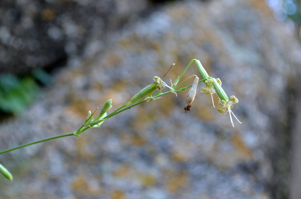 Изображение особи Silene sussamyrica.