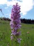 Dactylorhiza fuchsii. Соцветие. Беларусь, Гродненская обл., Новогрудский р-н, Ладеникский сельсовет, окр. дер. Городечно, суходольный злаково-разнотравный луг на склоне холма. 19.06.2014.