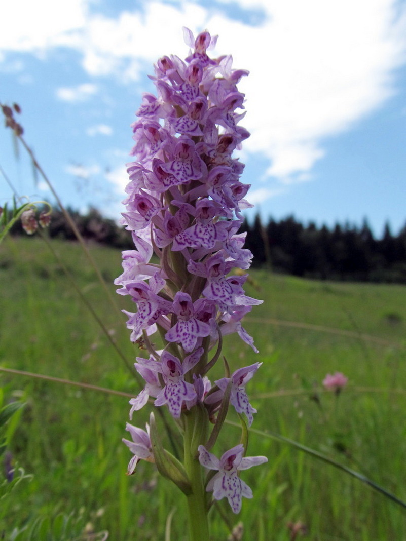 Image of Dactylorhiza fuchsii specimen.
