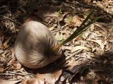 Cocos nucifera. Проросший плод. Австралия, северо-восточный Квинсленд, национальный парк Дейнтри, пляж в окр. мыса Tribulation. Конец сухого сезона (сезон gurreng). 03.10.2009.