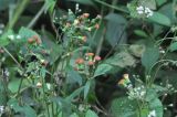 Crassocephalum crepidioides. Верхушка растения с соцветиями и облетающим соплодием. Южный Китай, провинция Хунань, парк Zhangjiajie National Forest Park, берег маленького ручья. 6 октября 2017 г.