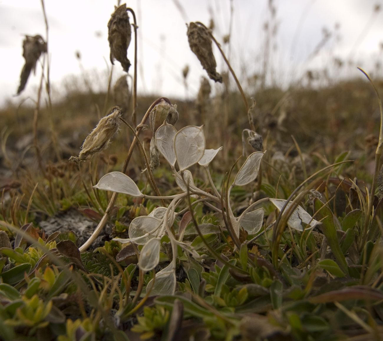 Изображение особи семейство Brassicaceae.