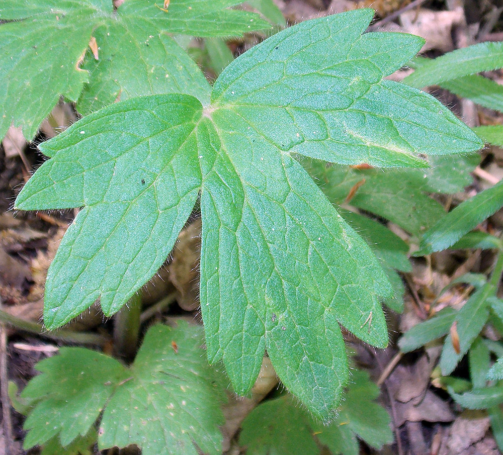 Image of Ranunculus constantinopolitanus specimen.