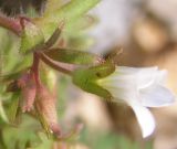 Saxifraga irrigua