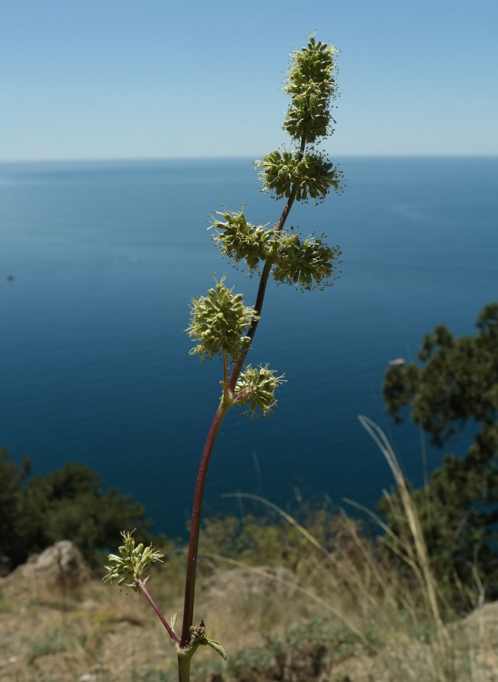 Image of Silene densiflora specimen.