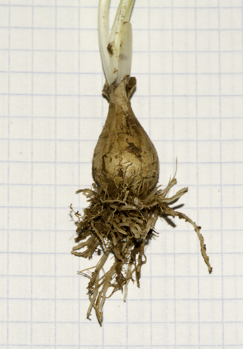 Image of Dipcadi serotinum specimen.