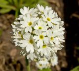 Primula denticulata