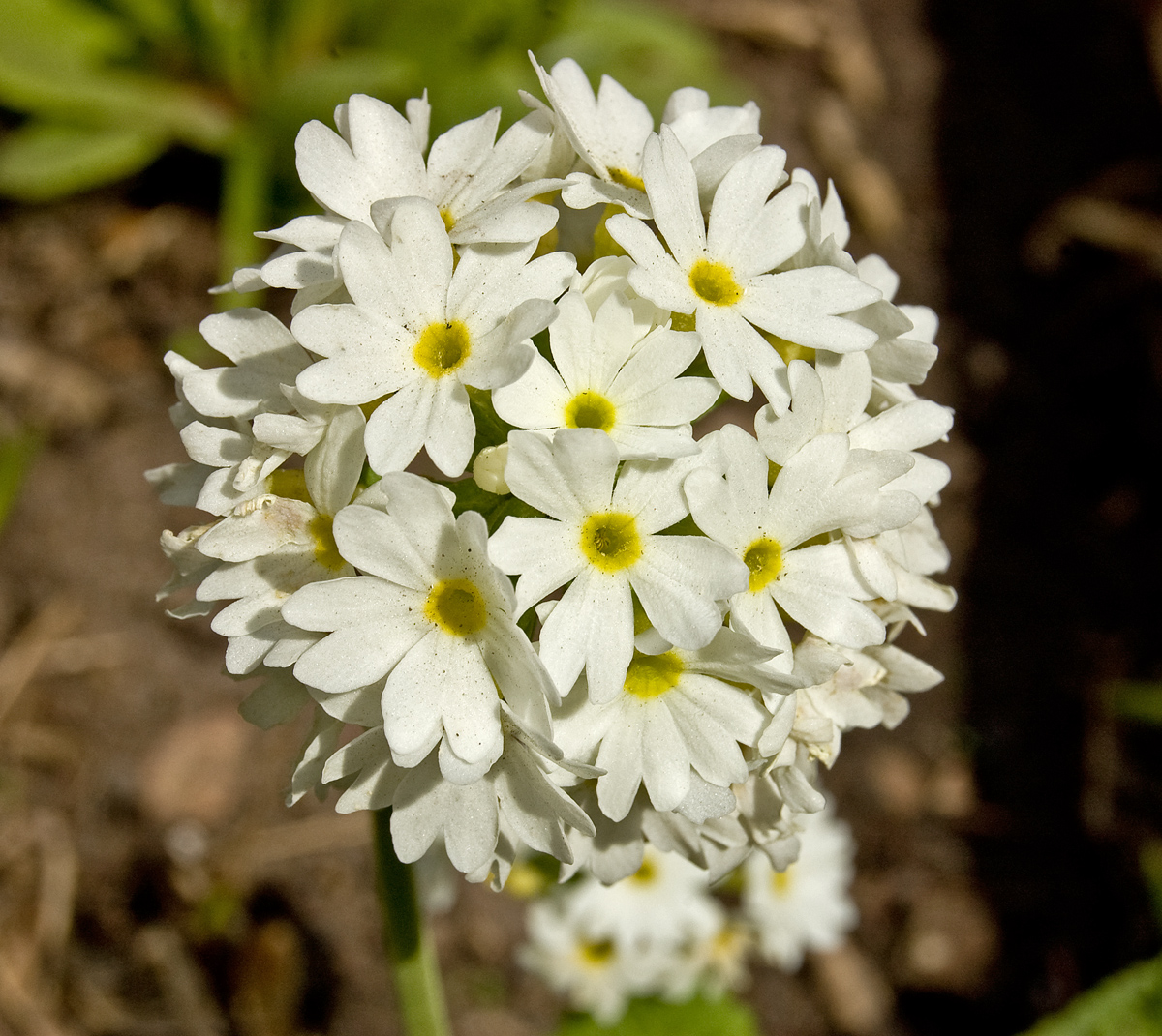 Image of Primula denticulata specimen.