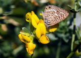 Lotus creticus. Цветки c кормящейся бабочкой Syntarucus pirithous. Израиль, г. Тель-Авив, набережная. 07.04.2018.