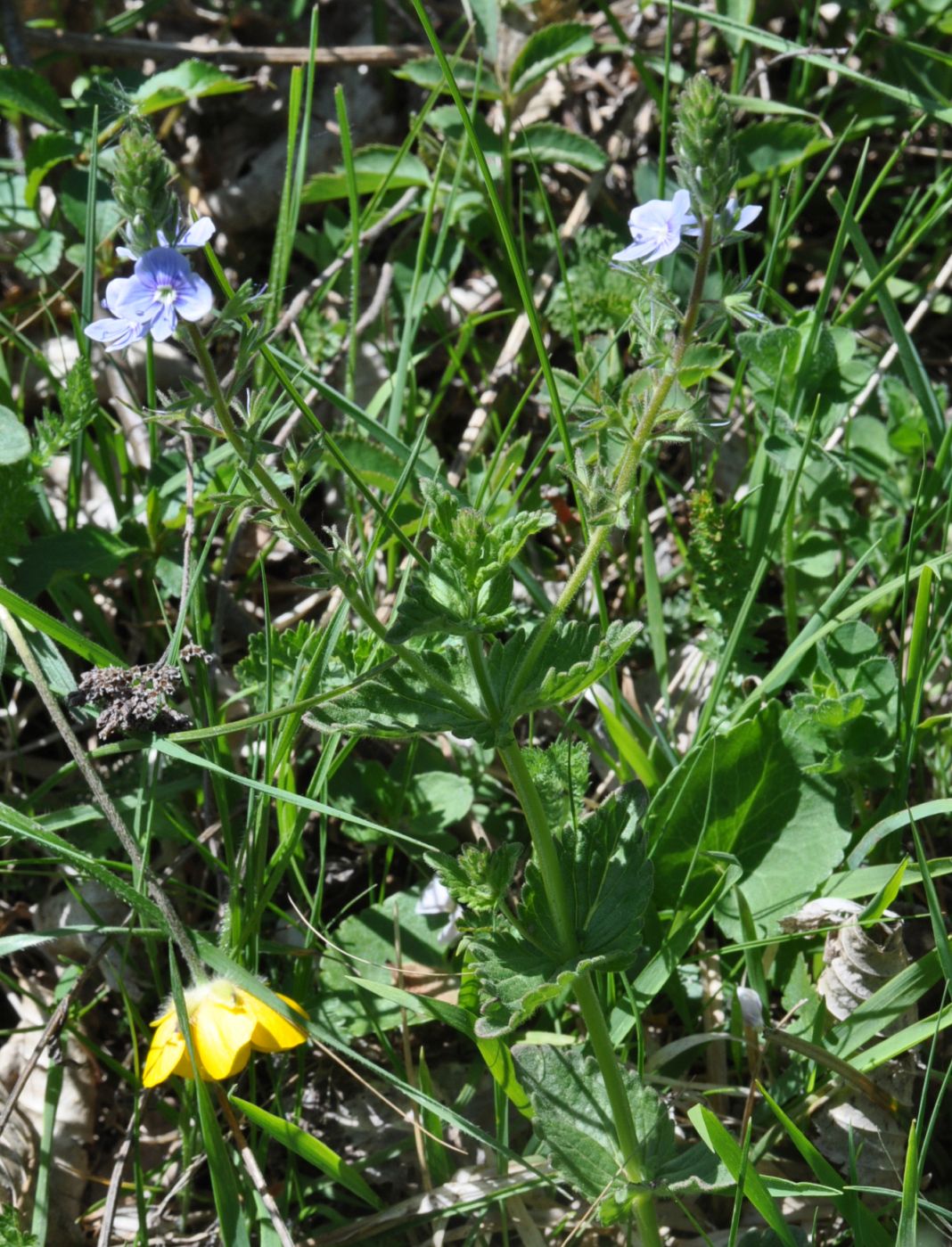 Image of Veronica chamaedrys specimen.