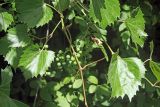 Vitis acerifolia. Части побегов с незрелыми соплодиями. Узбекистан, г. Ташкент, Ботанический сад им. Ф.Н. Русанова. 06.06.2018.