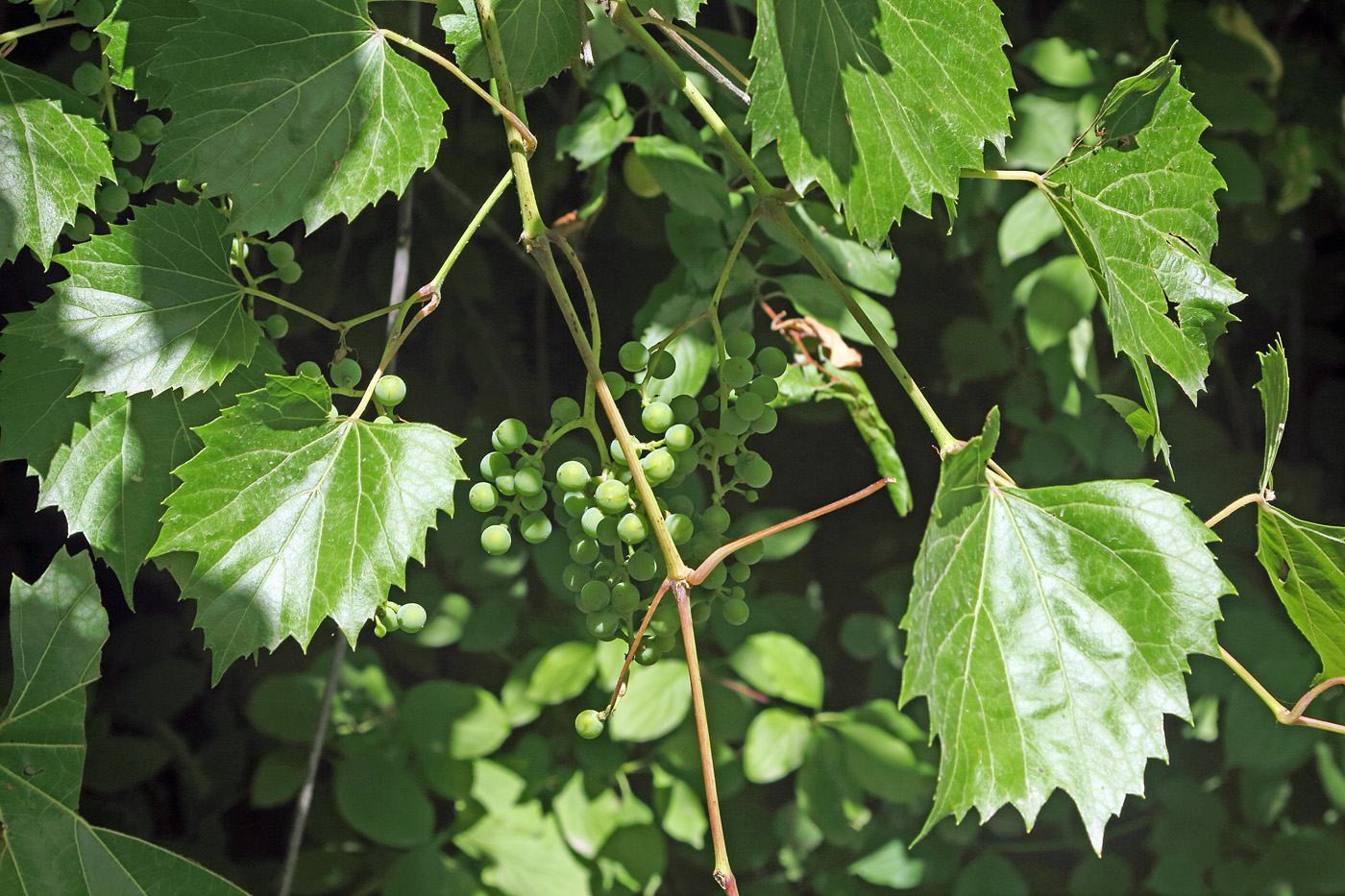 Изображение особи Vitis acerifolia.