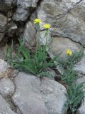 Scorzonera crispa. Цветущие растения. Крым, Ай-Петринская яйла. 27 мая 2010 г.