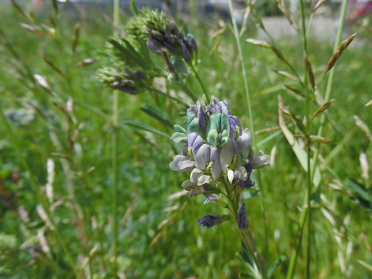 Image of Medicago &times; varia specimen.