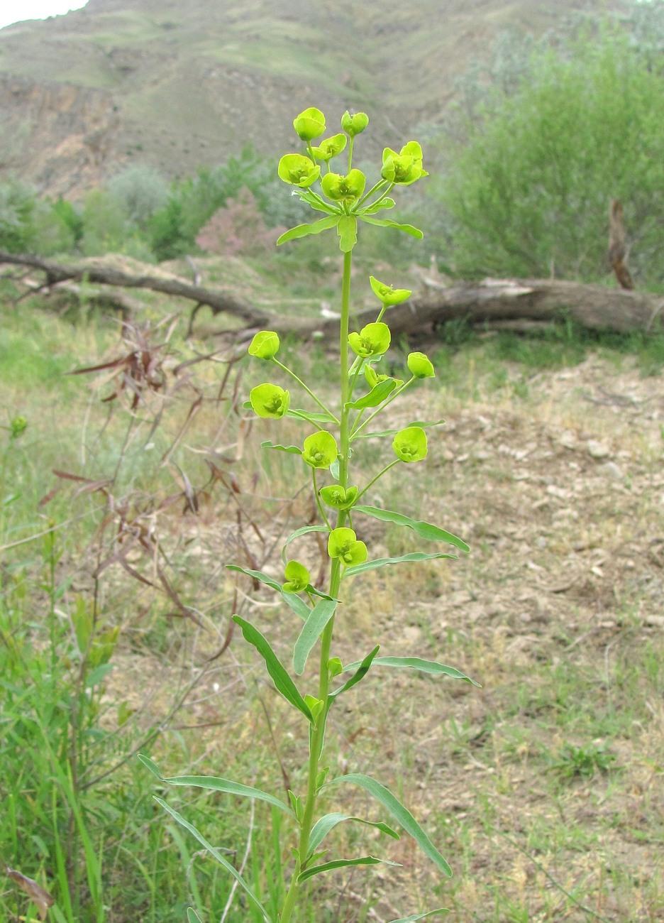 Image of Euphorbia virgata specimen.