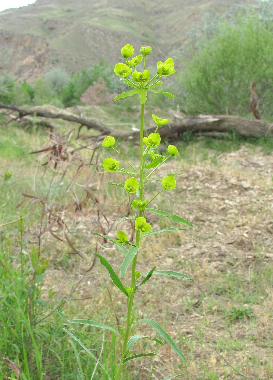 Изображение особи Euphorbia virgata.