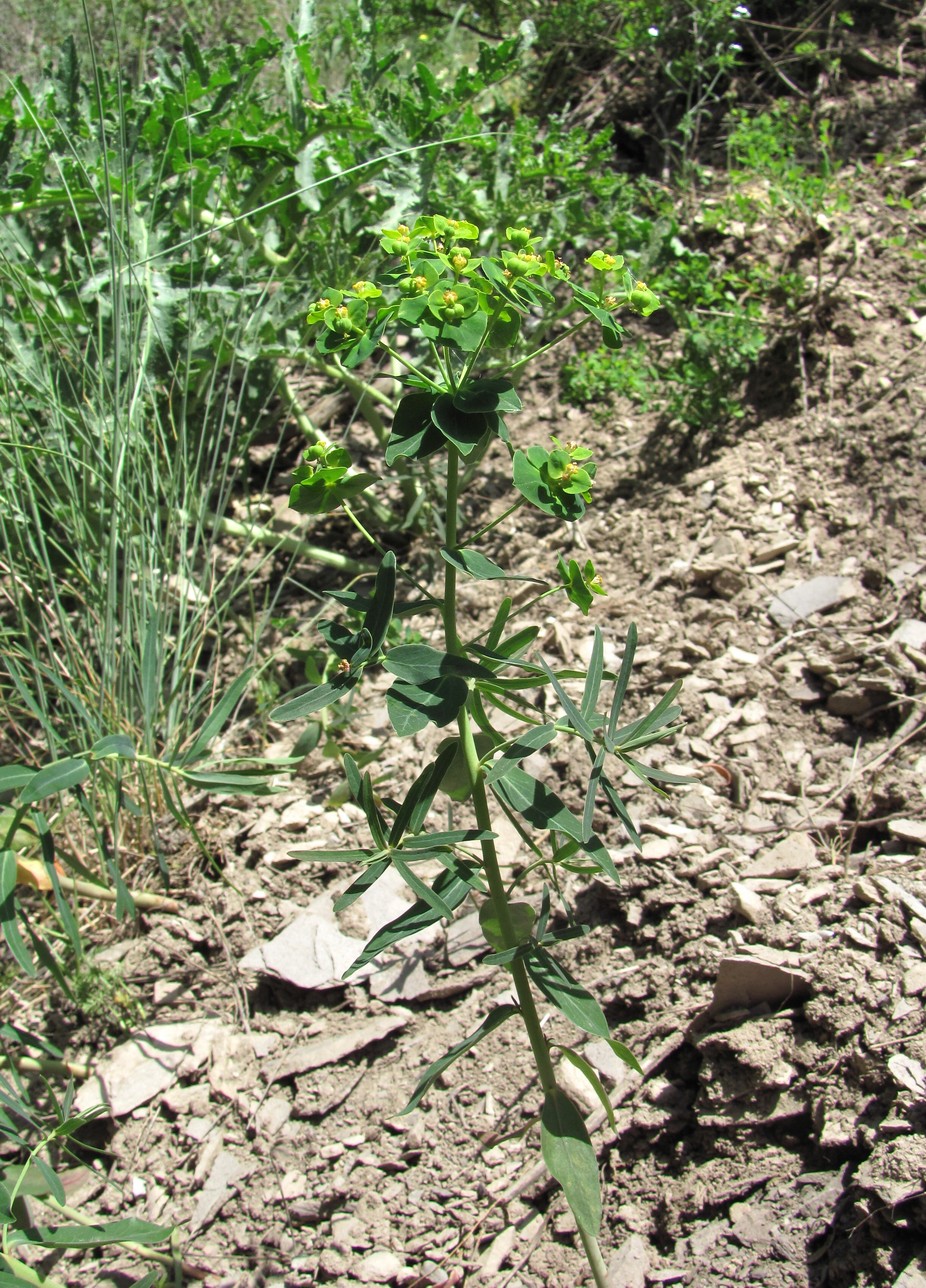 Изображение особи Euphorbia iberica.