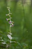 Epipactis helleborine