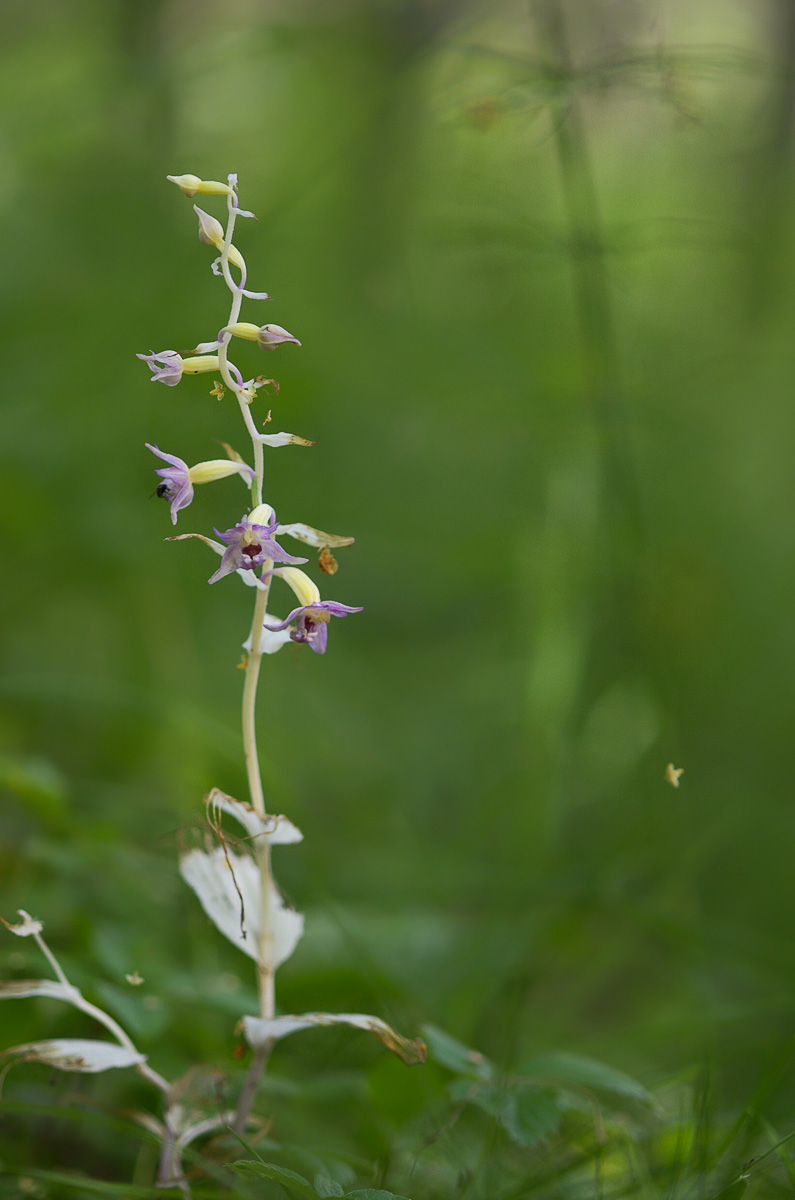 Изображение особи Epipactis helleborine.