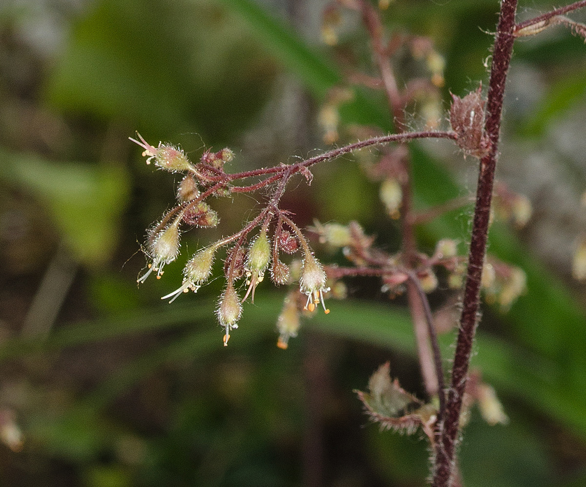 Image of Heuchera micrantha specimen.